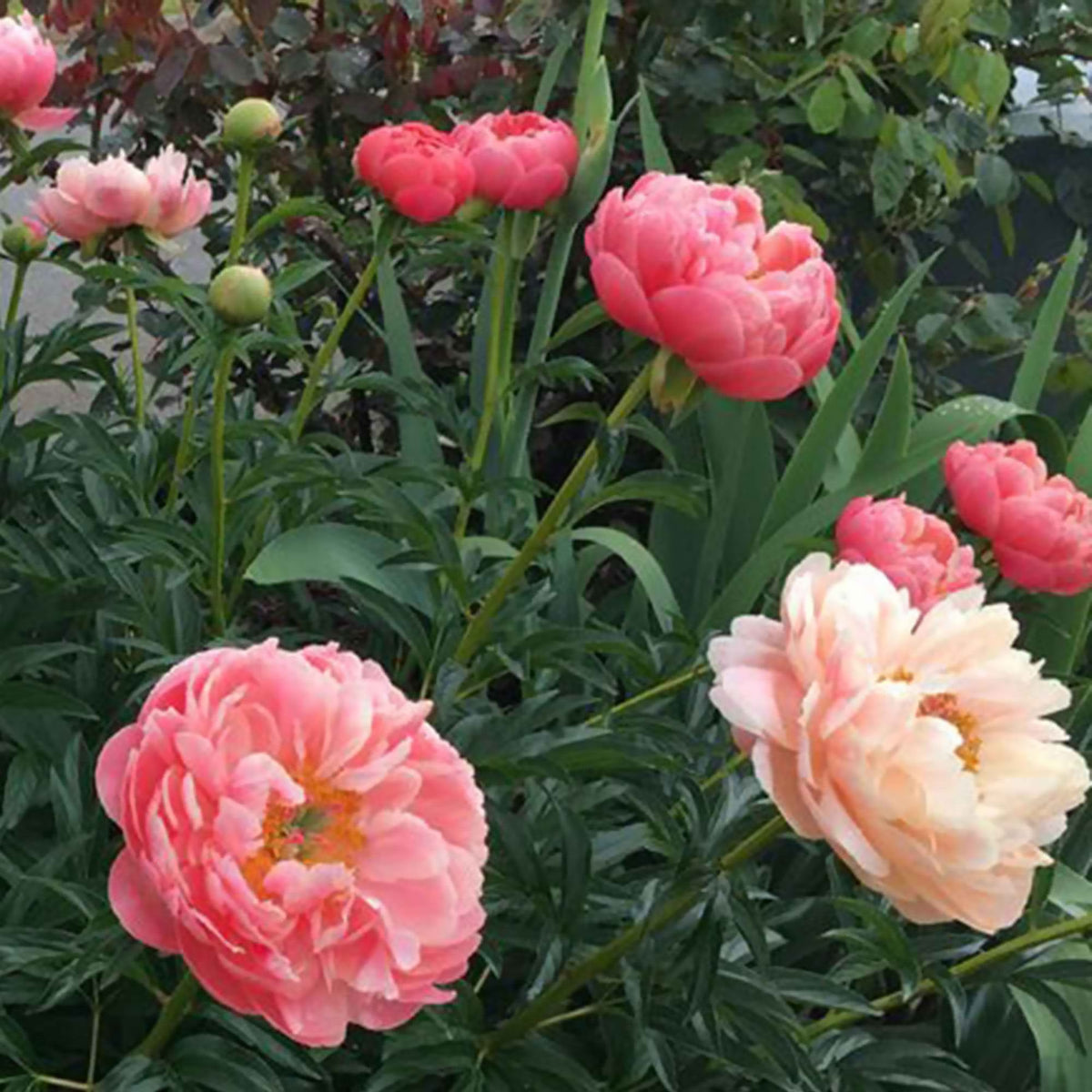 Pioenroos 'Coral Sunset' - Paeonia lactiflora Coral Sunset - Bakker