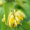 Brandkruid - Phlomis russeliana - Tuinplanten