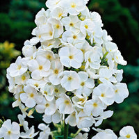 Vlambloem 'White Admiral' (x3) - Phlox paniculata white admiral - Tuinplanten