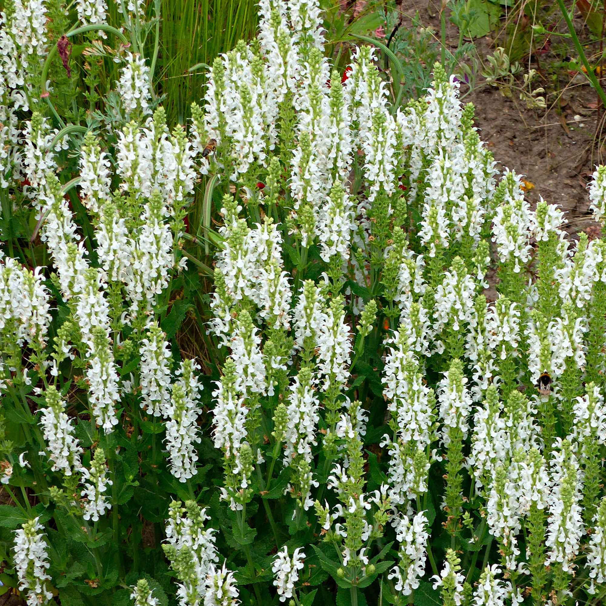 Bossalie 'Schneehügel' - Salvia nemorosa schneehügel - Bakker