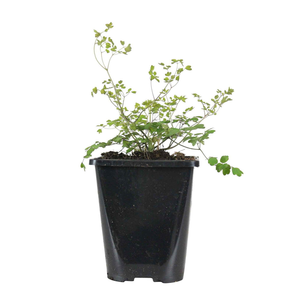 Vaste planten - Chinese ruit - Thalictrum delavayi