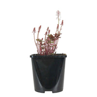 Schuimbloem Tiarella 'Pink Skyrocket' - Tiarella pink skyrocket - Heesters en vaste planten