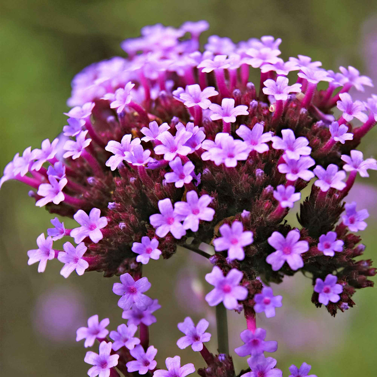 IJzerhard 'Lollipop' - Verbena bonariensis Lollipop - Bakker