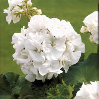 Geranium 'White' (x3) - Pelargonium zonale - Bakker