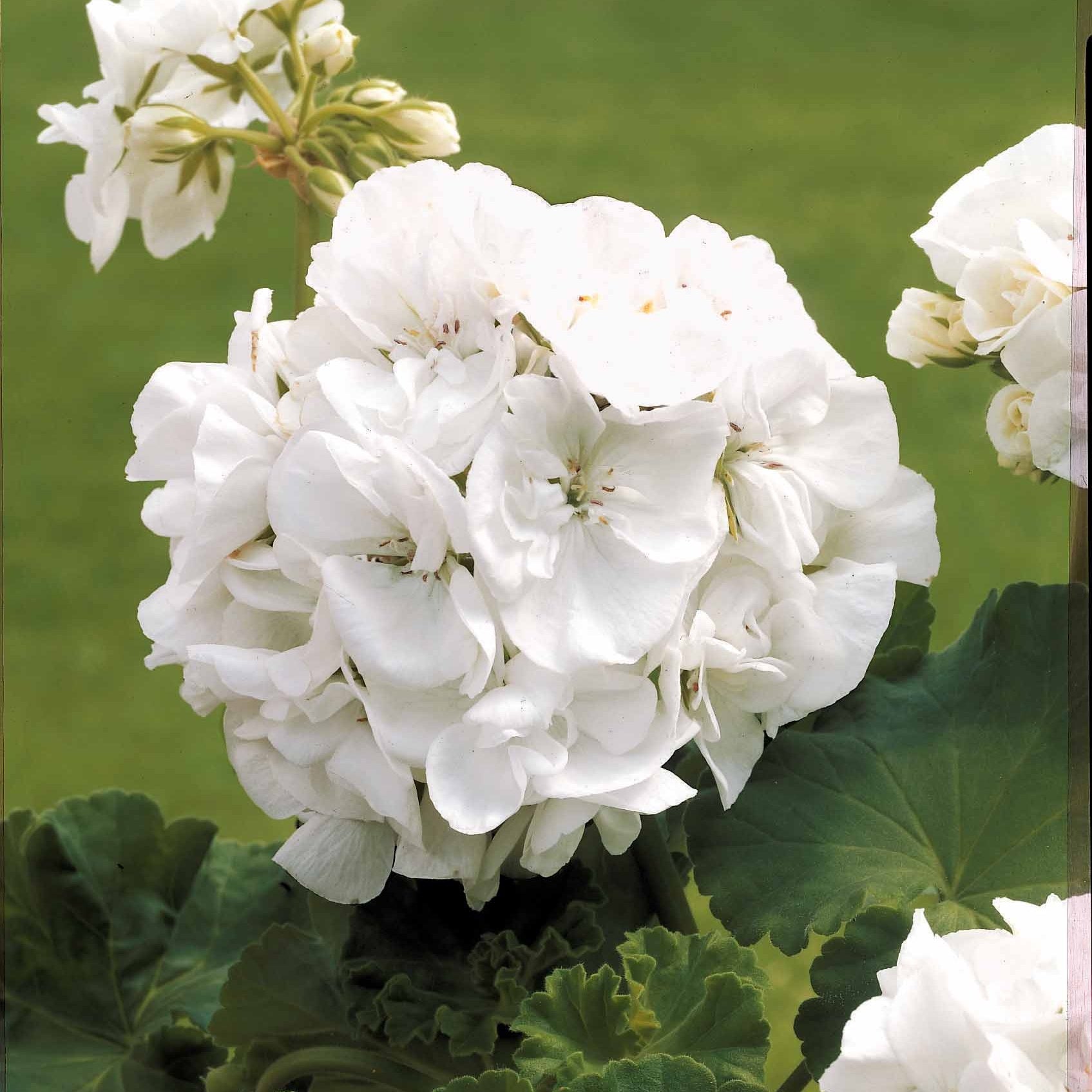 Geranium 'White' (x3) - Pelargonium zonale - Bakker