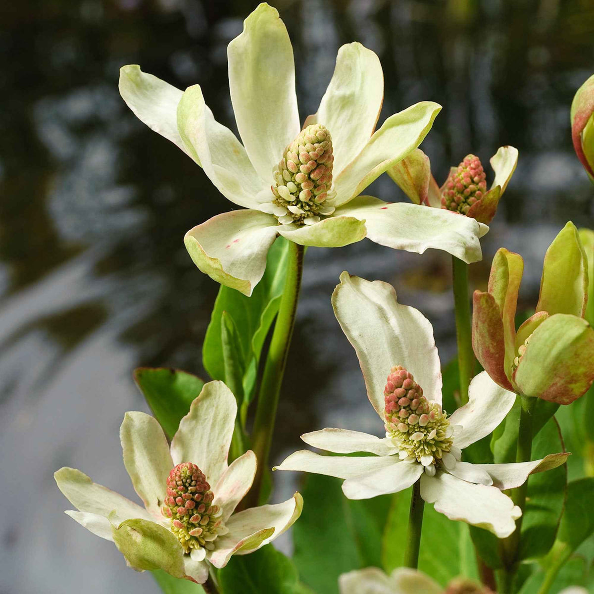 Anemopsis californica - Californische Anemopsis - Alle vijverplanten