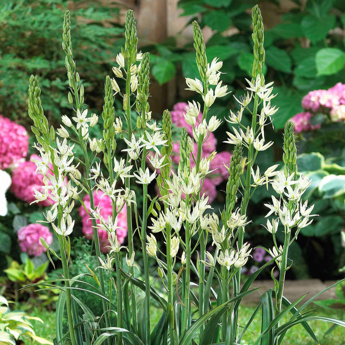 Witte prairielelie (x3) - Camassia Alba - Bakker