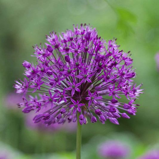 Sierui 'Purple Sensation' (x10) - Bakker