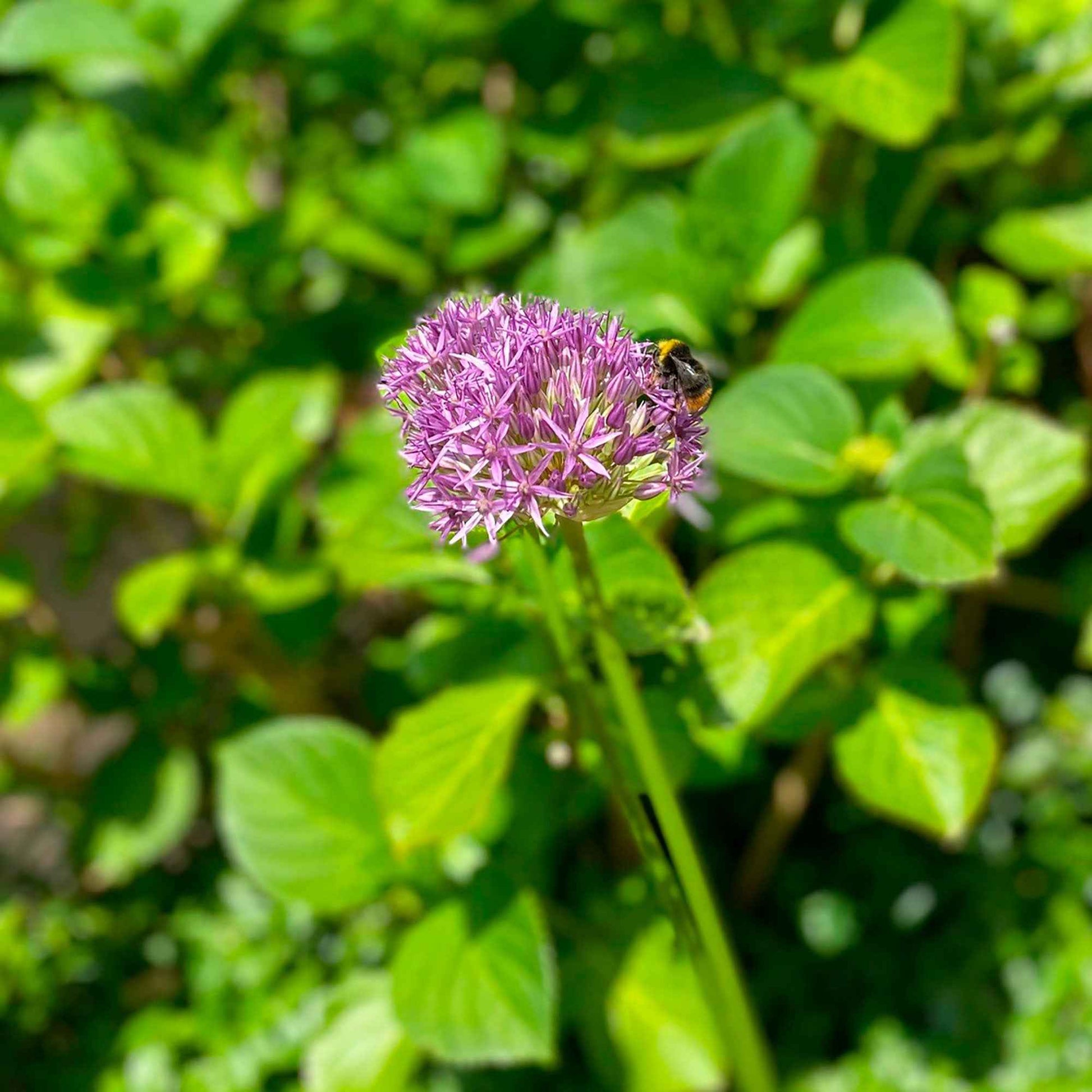 Sierui 'Purple Sensation' (x10) - Allium aflatunense purple sensation - Alliums