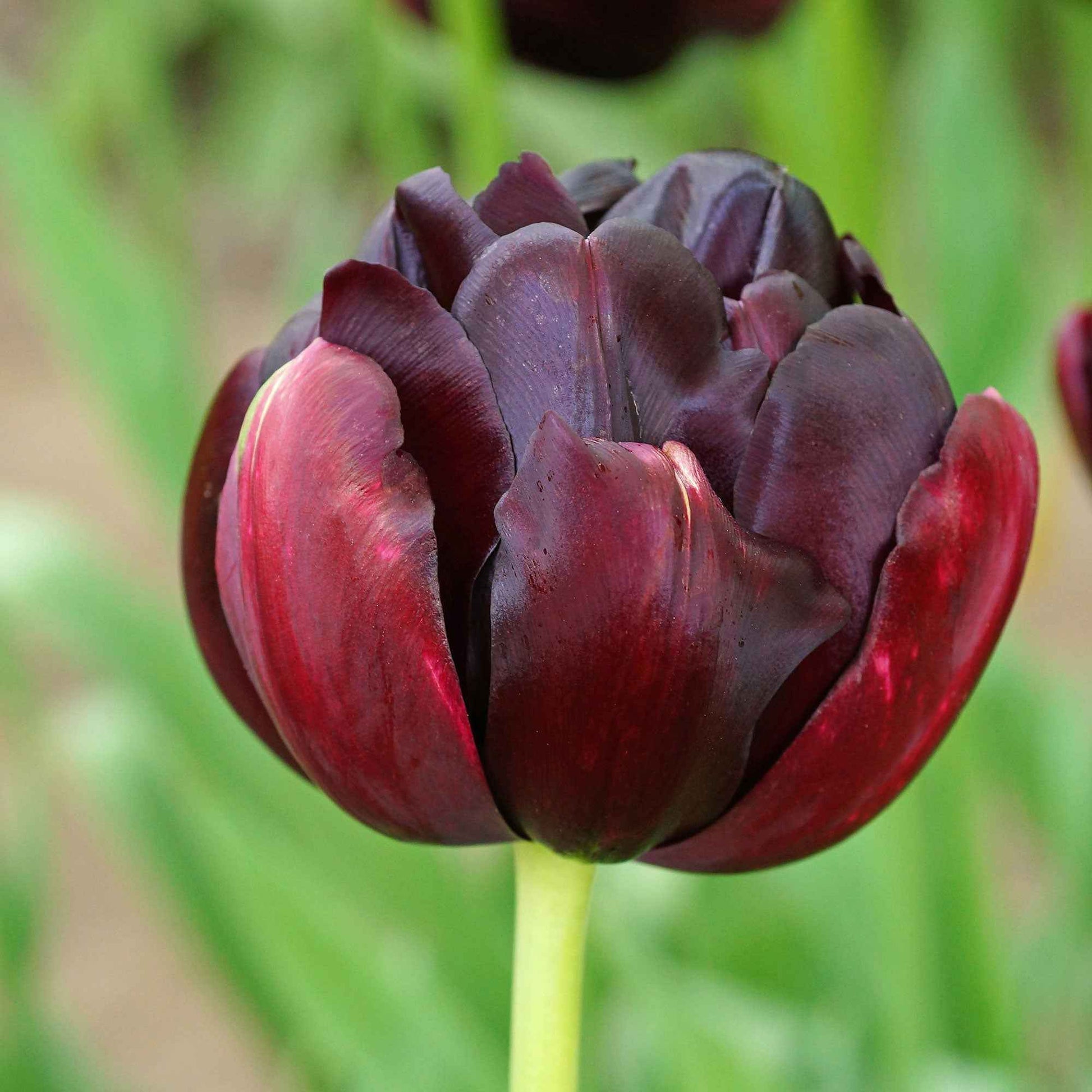 Tulp 'Black Hero' (x10) - Tulipa black hero - Bloembollen