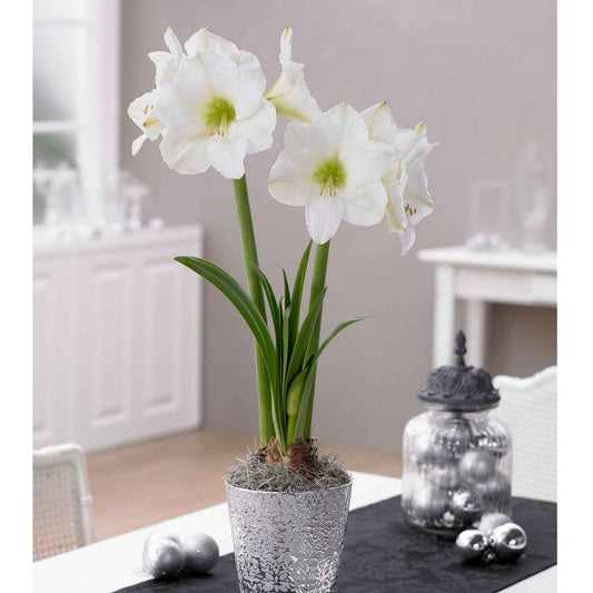 Amaryllis 'White Christmas' - Amaryllis white christmas - Bloembollen