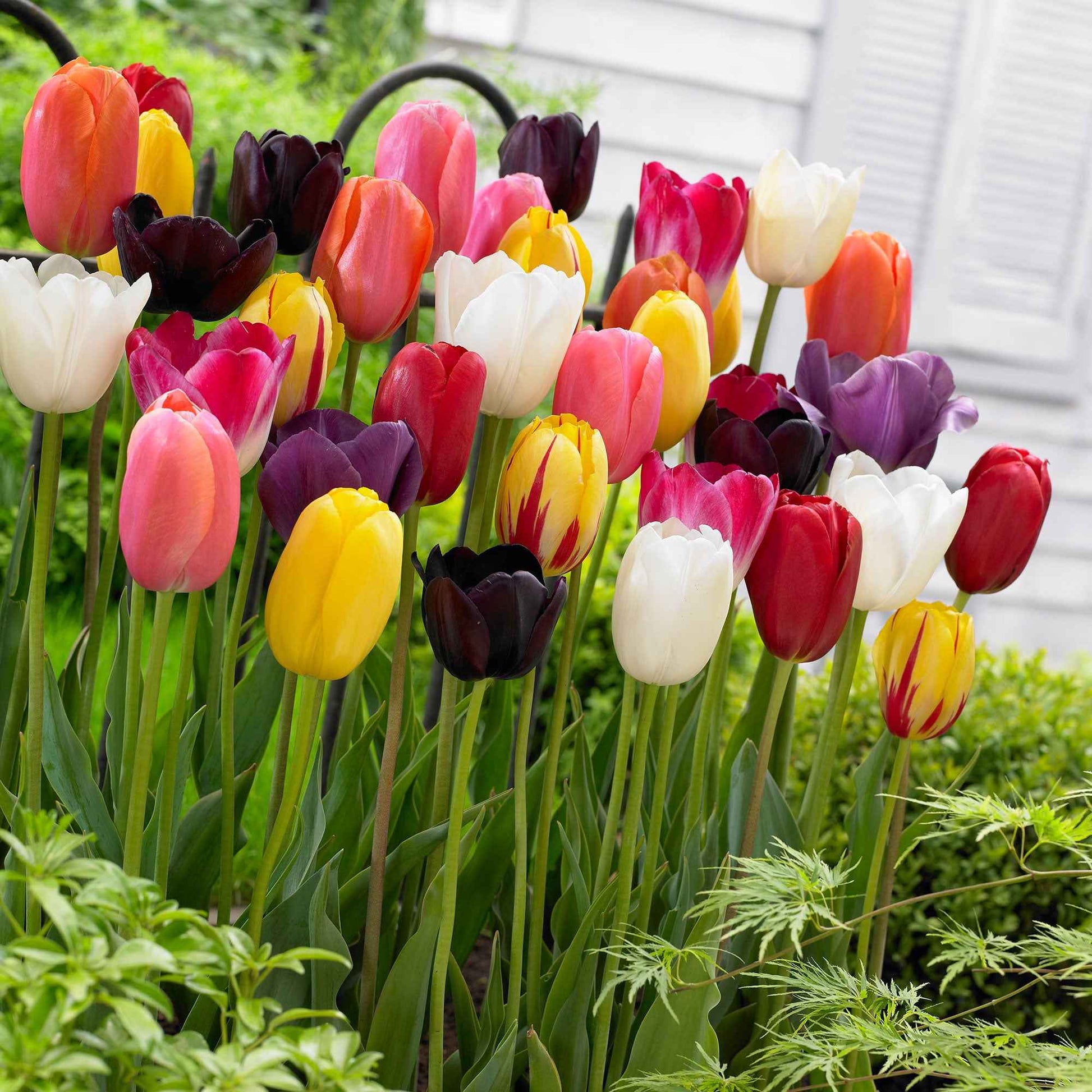 Tulpen - Mix '60 dagen bloemen' (x30) - Tulipa - Voorjaarsbloeiers