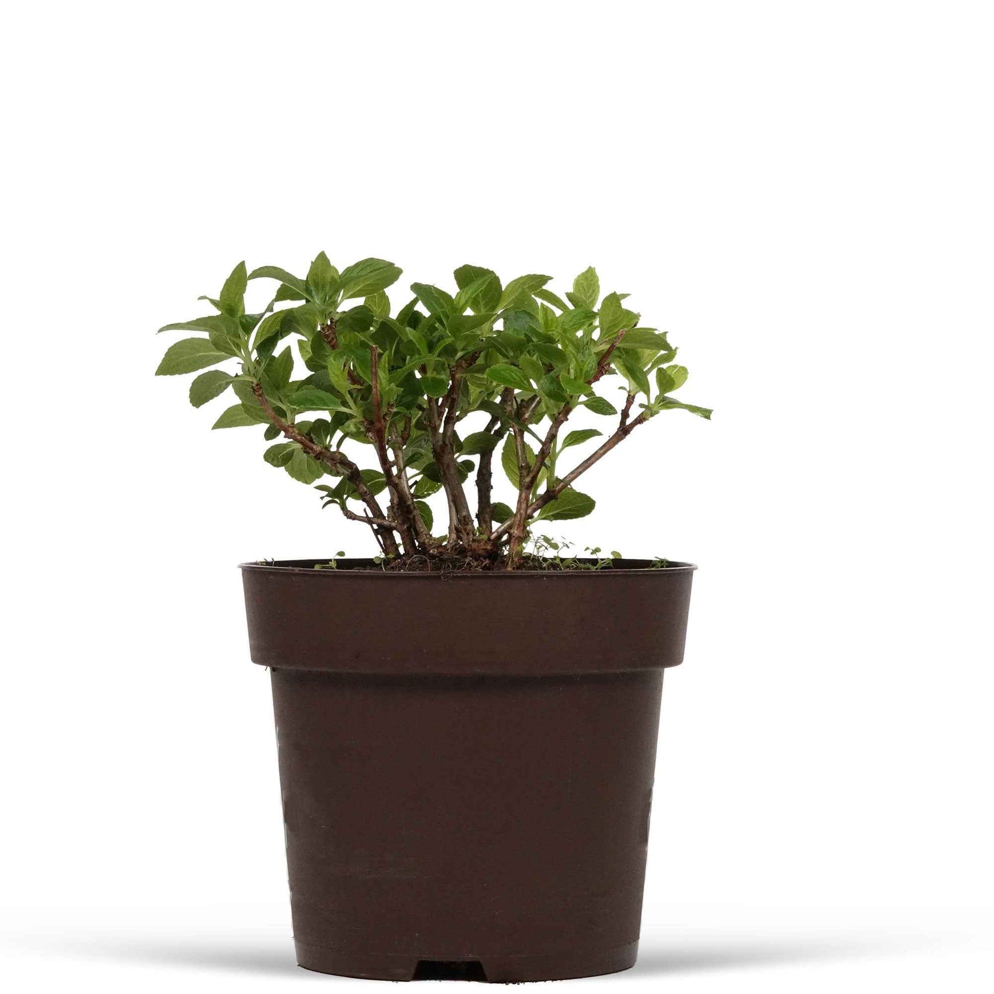 Pluimhortensia 'Switch Ophelia'® - Hydrangea paniculata 'switch ophelia'® - Hortensia