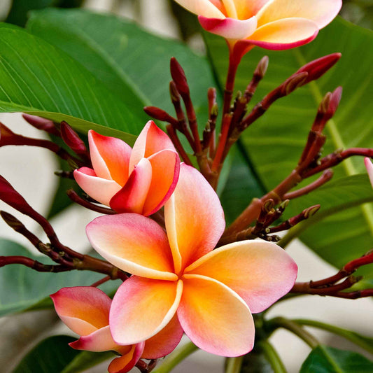 Tempelboom Frangipani Plumeria rubra Roze - Bakker