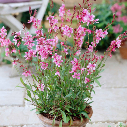 Lindheimers prachtkaars 'Siskiyou Pink' - Gaura lindheimeri siskiyou pink - Tuinplanten