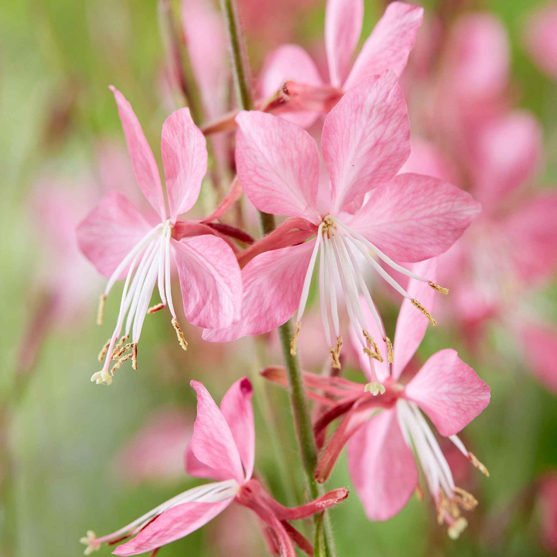 Lindheimers prachtkaars 'Siskiyou Pink' - Gaura lindheimeri siskiyou pink - Heesters en vaste planten