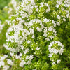 Kruiptijm 'Albiflorus' (x3) - Thymus praecox albiflorus - Tuinplanten