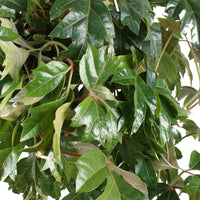 Koningswingerd 'Ellen Danica' - Cissus ellen danica - Type kamerplant