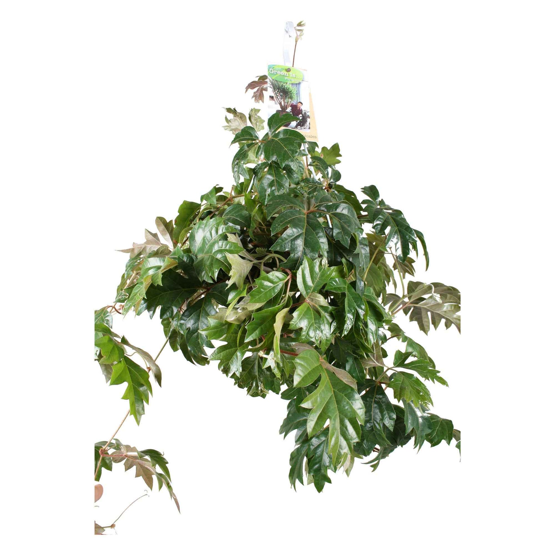 Koningswingerd 'Ellen Danica' - Cissus ellen danica - Groene kamerplanten
