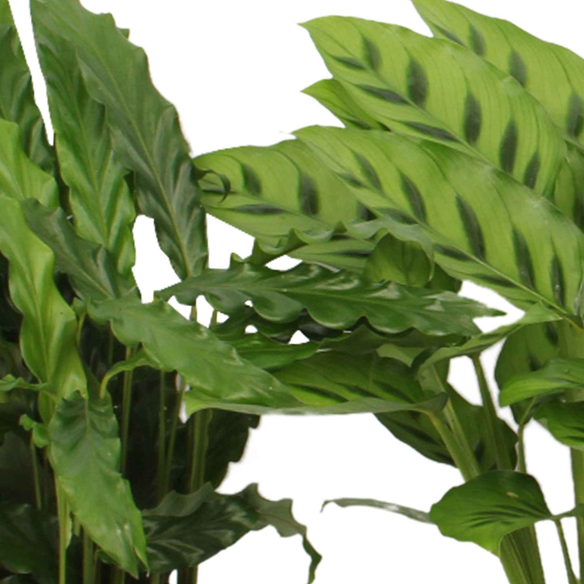 Calathea 'eldergrass', 'blue grass', 'leopardina', 'mauiqueen' - Pauwenplant Mix (x4) - Kamerplanten met potten