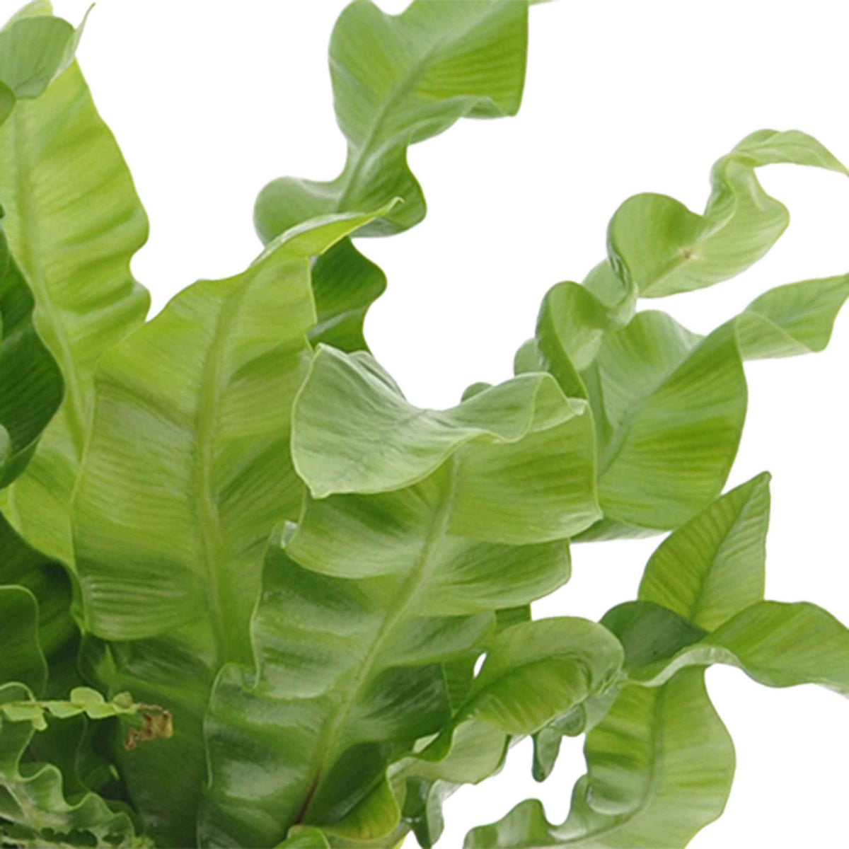 Nephrolepis Duffii, Monstera minima, Asplenium Crispy Wave - Badkamerplanten Mix (x3) - Badkamerplanten