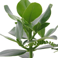 Slaapkamerplanten Mix (x3) - Clusia rosea princess,  nephrolepis duffi, sansevieria - Type kamerplant