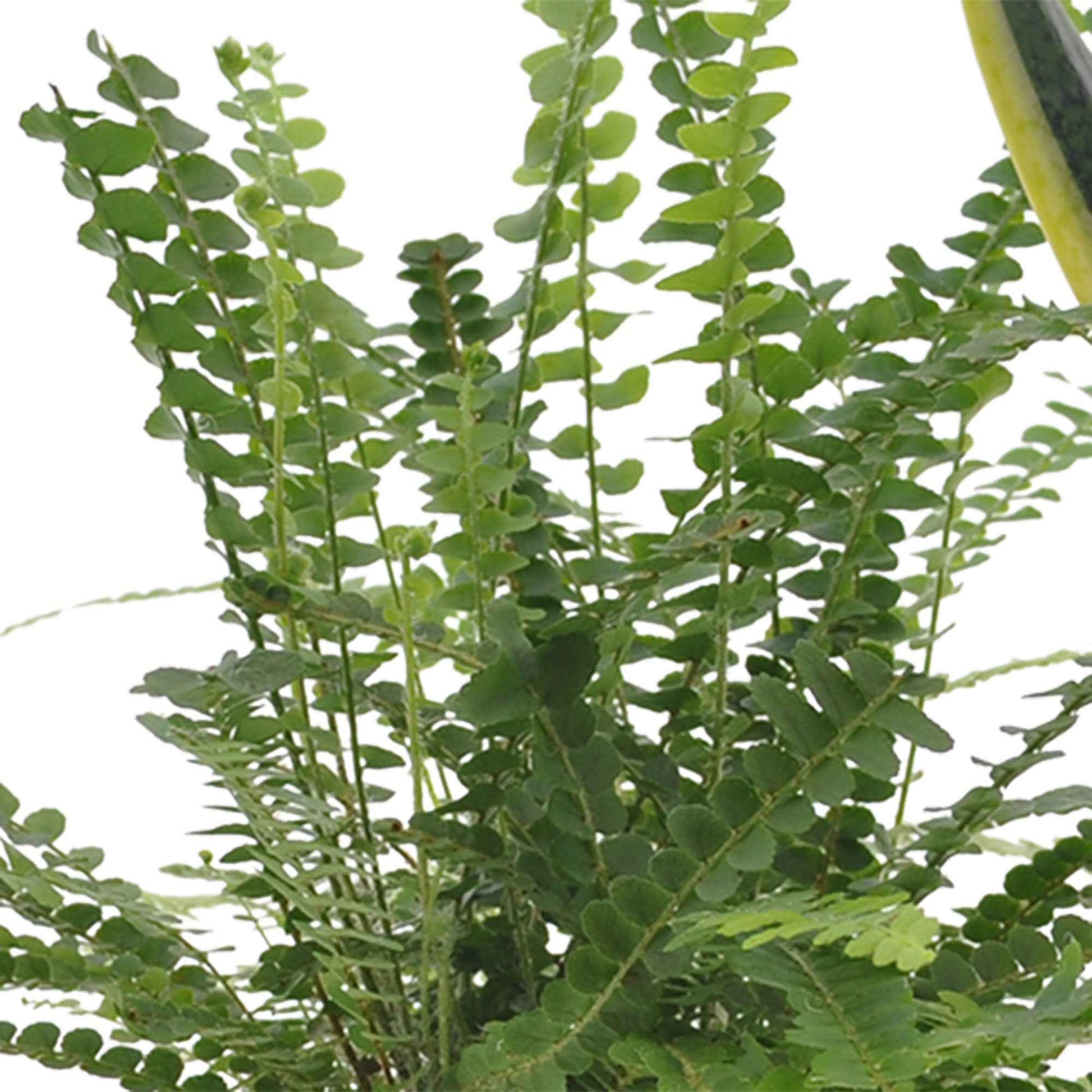 Slaapkamerplanten Mix (x3) - Clusia rosea princess,  nephrolepis duffi, sansevieria - Plek in je huis