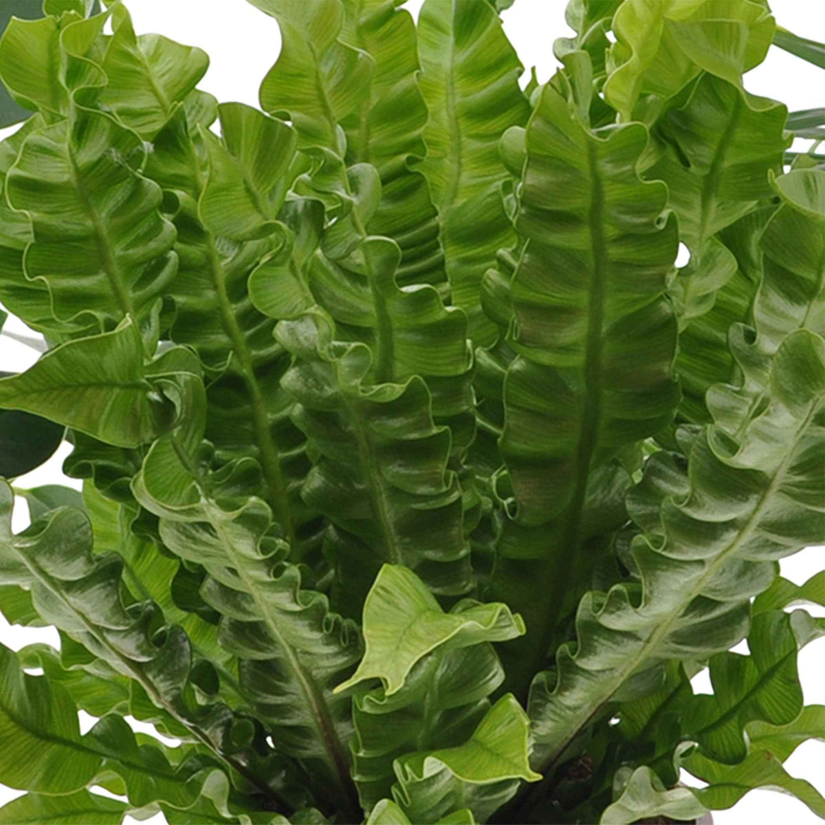 Kamerplanten voor binnen - Luchtzuiverende kamerplanten Mix (x3) - Clusia, Asplenium 'Crispy Wave', Dypsis