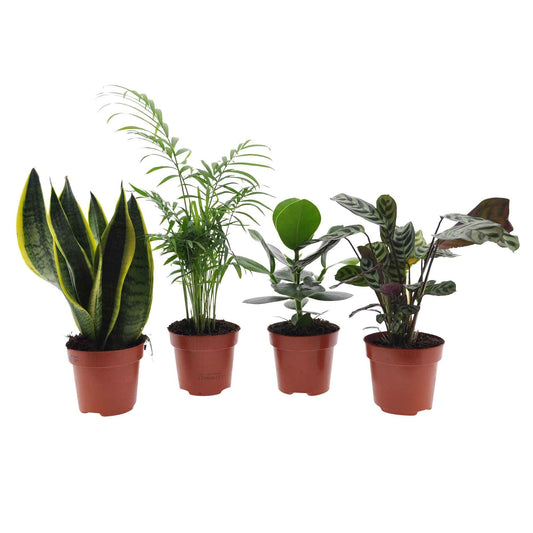 Makkelijke kamerplanten Mix (x4) -  clusia, chamaedorea, ctenanthe burle marxii, sansevieria - Kamerplanten