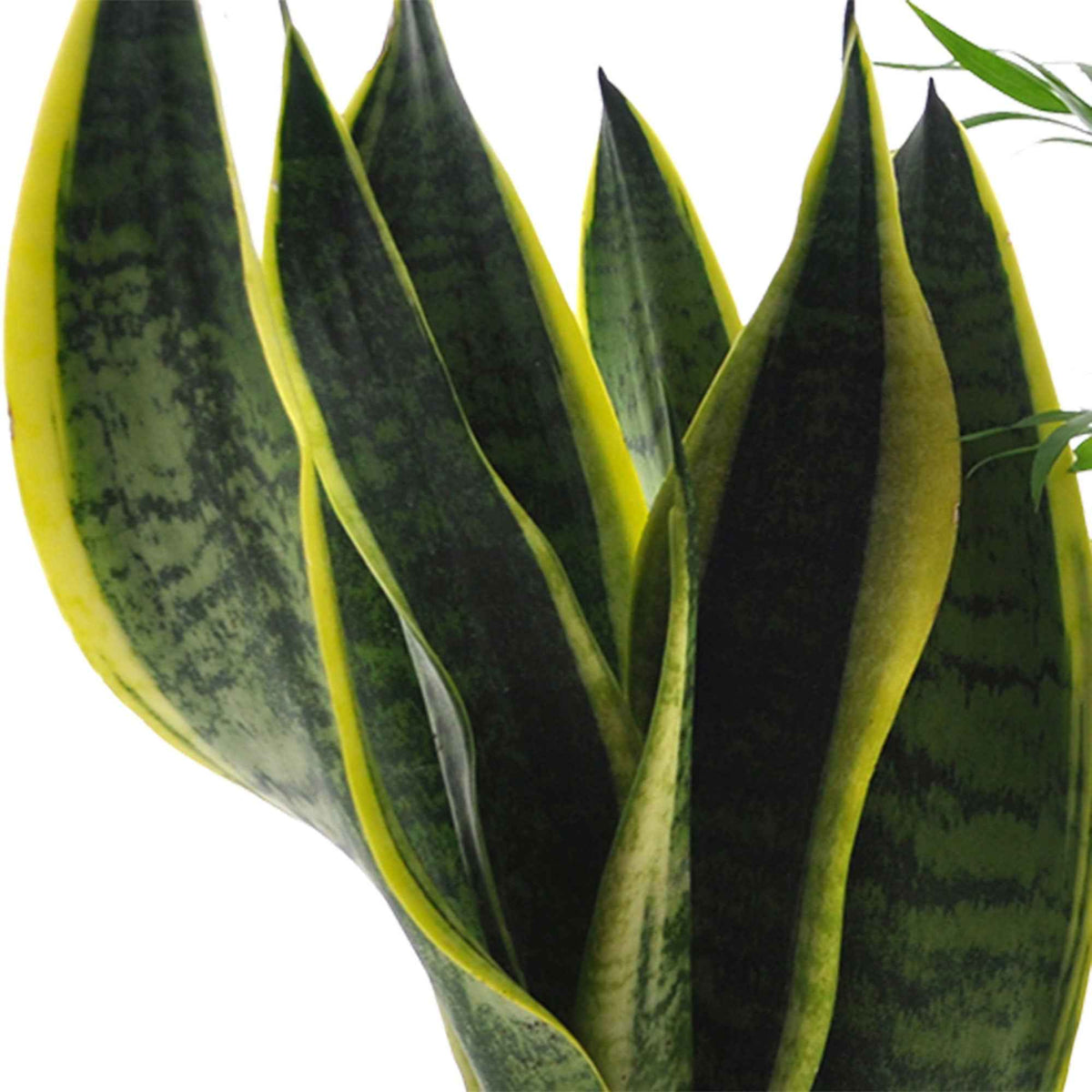 clusia, chamaedorea, ctenanthe burle marxii, sansevieria - Makkelijke kamerplanten Mix (x4) - Kamerplantensets