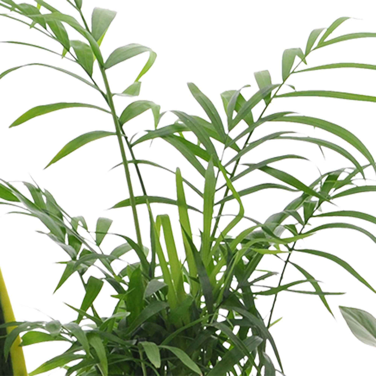 Kamerplantensets - Makkelijke kamerplanten Mix (x4) -  clusia, chamaedorea, ctenanthe burle marxii, sansevieria