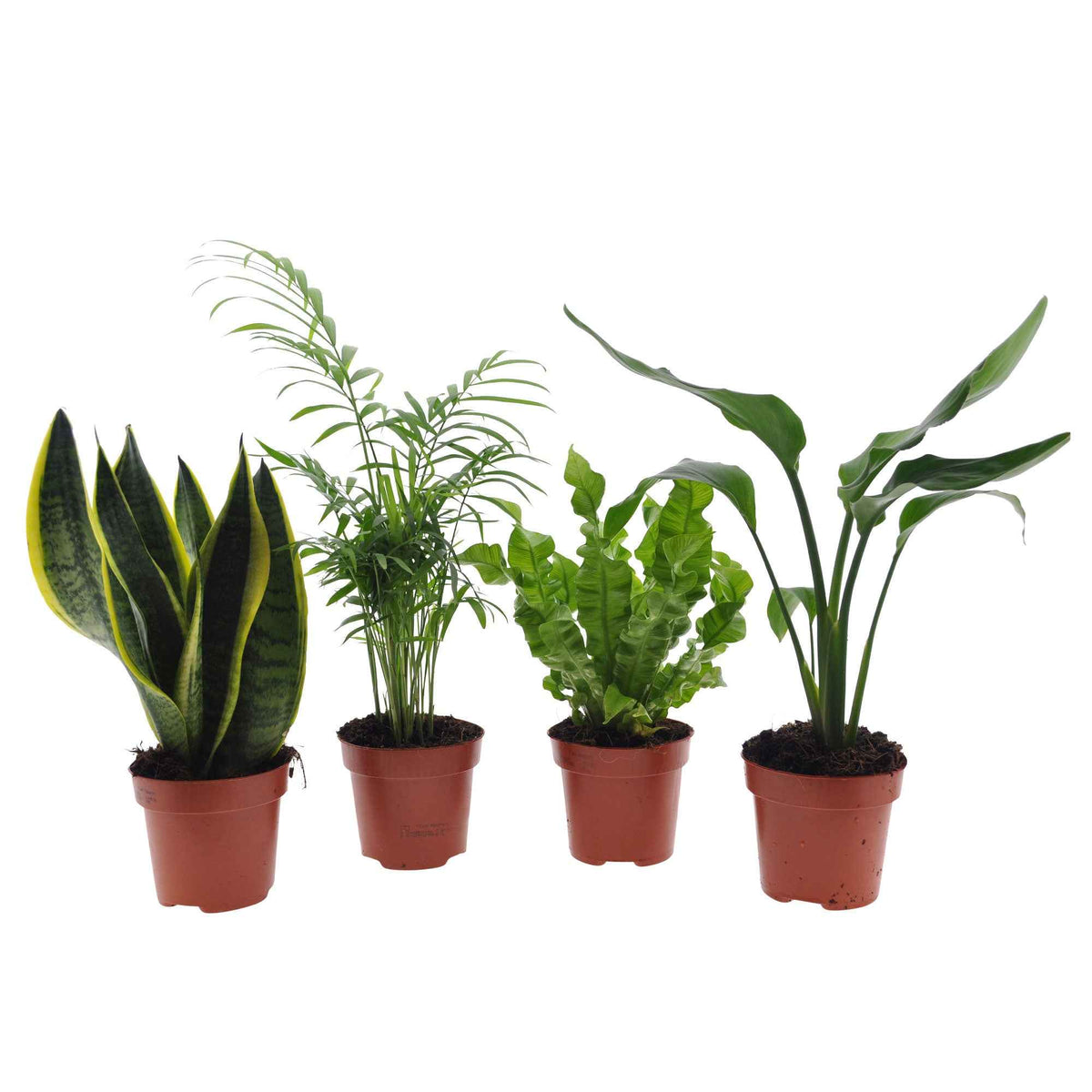 Makkelijke kamerplanten Mix - groen (x4) -  strelitzia, chamaedorea, asplenium crispy wave, sansevieria - Bakker