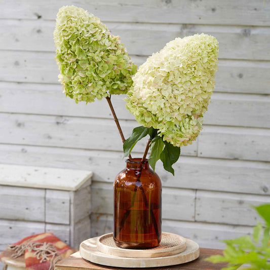 Pluimhortensia 'Hercules' - Hydrangea paniculata 'hercules' - Plantsoort