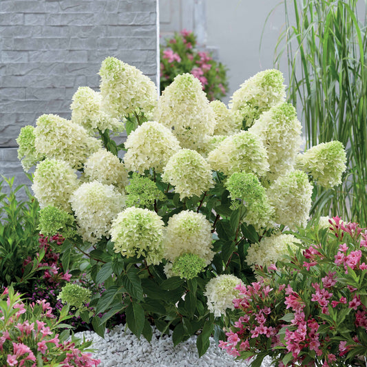 Pluimhortensia 'Skyfall' - Hydrangea paniculata skyfall - Pluimhortensia