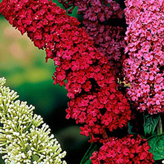 Vlinderstruik 'Royal Red' - Buddleja davidii royal red - Tuinplanten