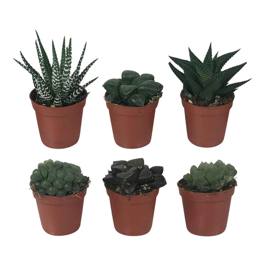 Haworthia Mix - Bakker