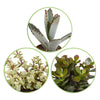 Succulent Mix - Crassula , 2 Echeveria , Portulacaria Afra, Kalanchoe Tomentosa - Op soort