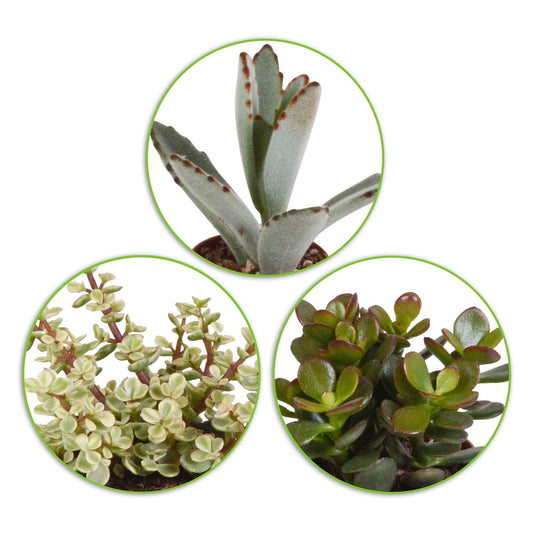 Succulent Mix - Crassula , 2 Echeveria , Portulacaria Afra, Kalanchoe Tomentosa - Kamerplanten