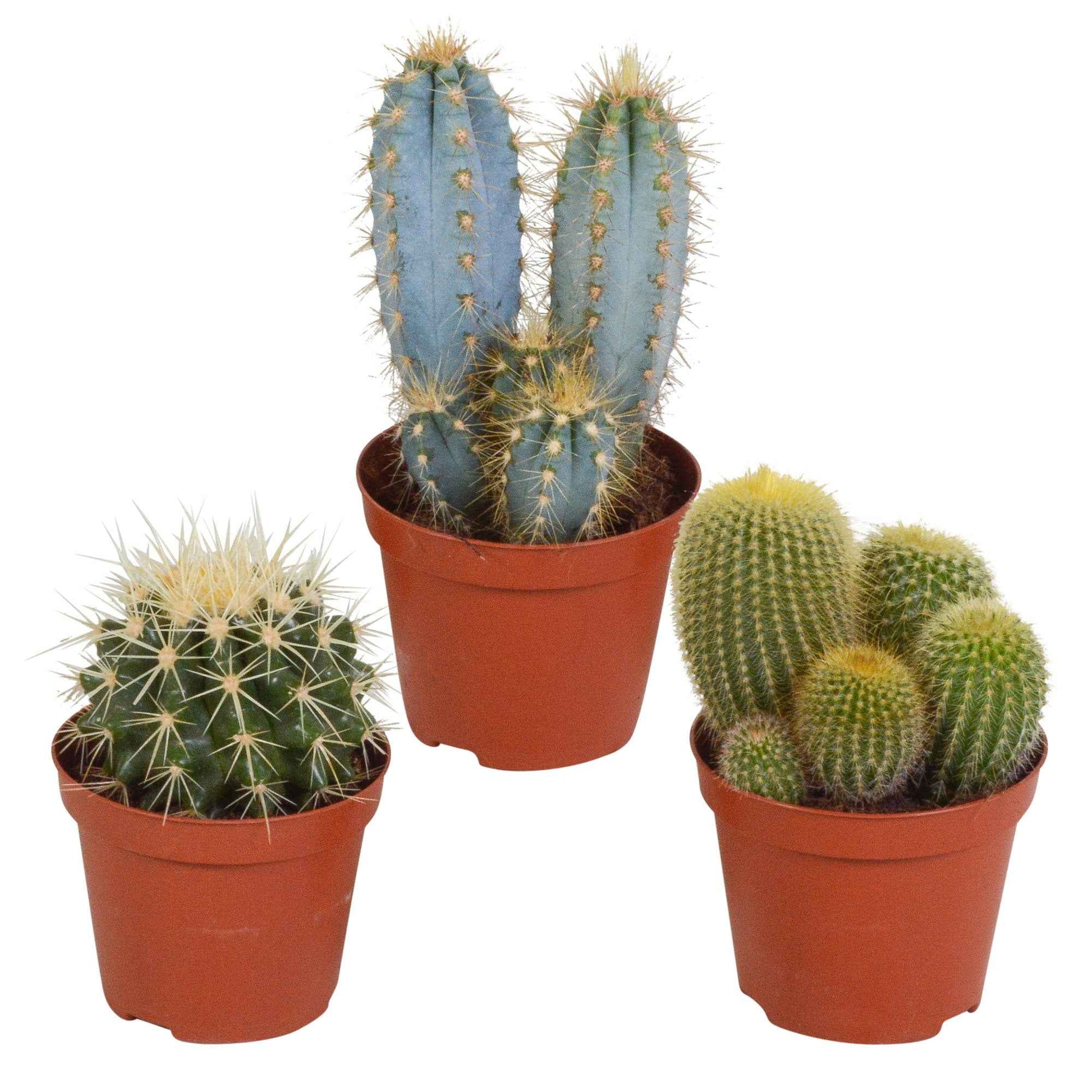Cactus Mix (x3) -  eriocactus, pilosocereus, echinocactus - Kamerplanten