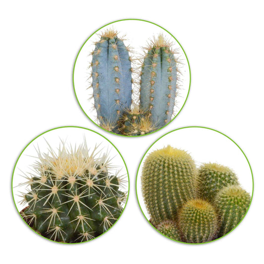 3 Cactus Mix -  eriocactus, pilosocereus, echinocactus - Kamerplanten