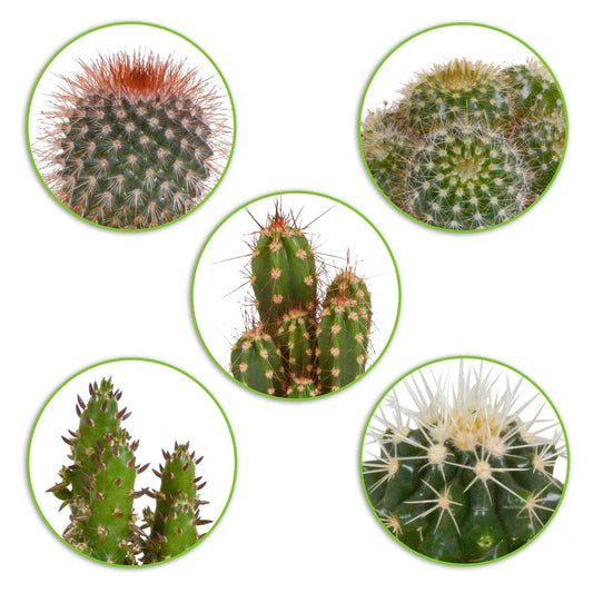 5 Cactus Mix -  mamilaria, echinicactus, eriocactus, opuntia & eriocactus - Kamerplanten