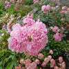 Bodembedekkende roos 'The Fairy'® - Rosa the fairy rose, rosa perle rose - Tuinplanten