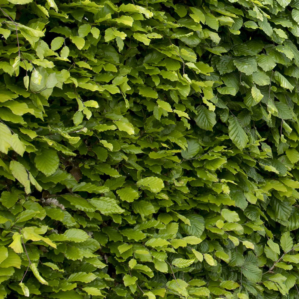 Beuk - Beukenhaag - Fagus sylvatica