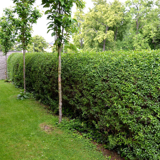 Haagliguster Ligustrum ovalifolium - Winterhard - Bakker