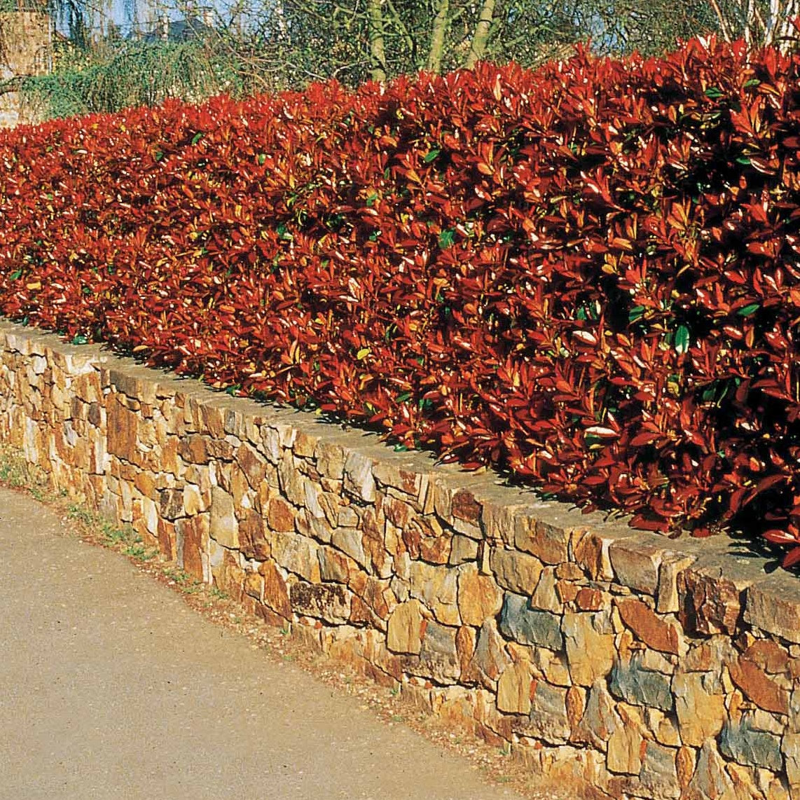 Photinia - Glansmispel 'Red Robin' (x3) - Photinia fraseri Red Robin