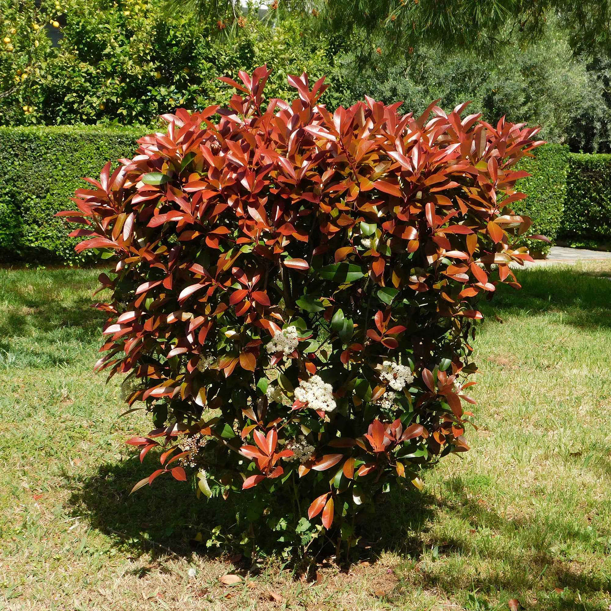 Verkoop Glansmispel 'Red Robin' (x3) - Photinia fraseri Red Robin