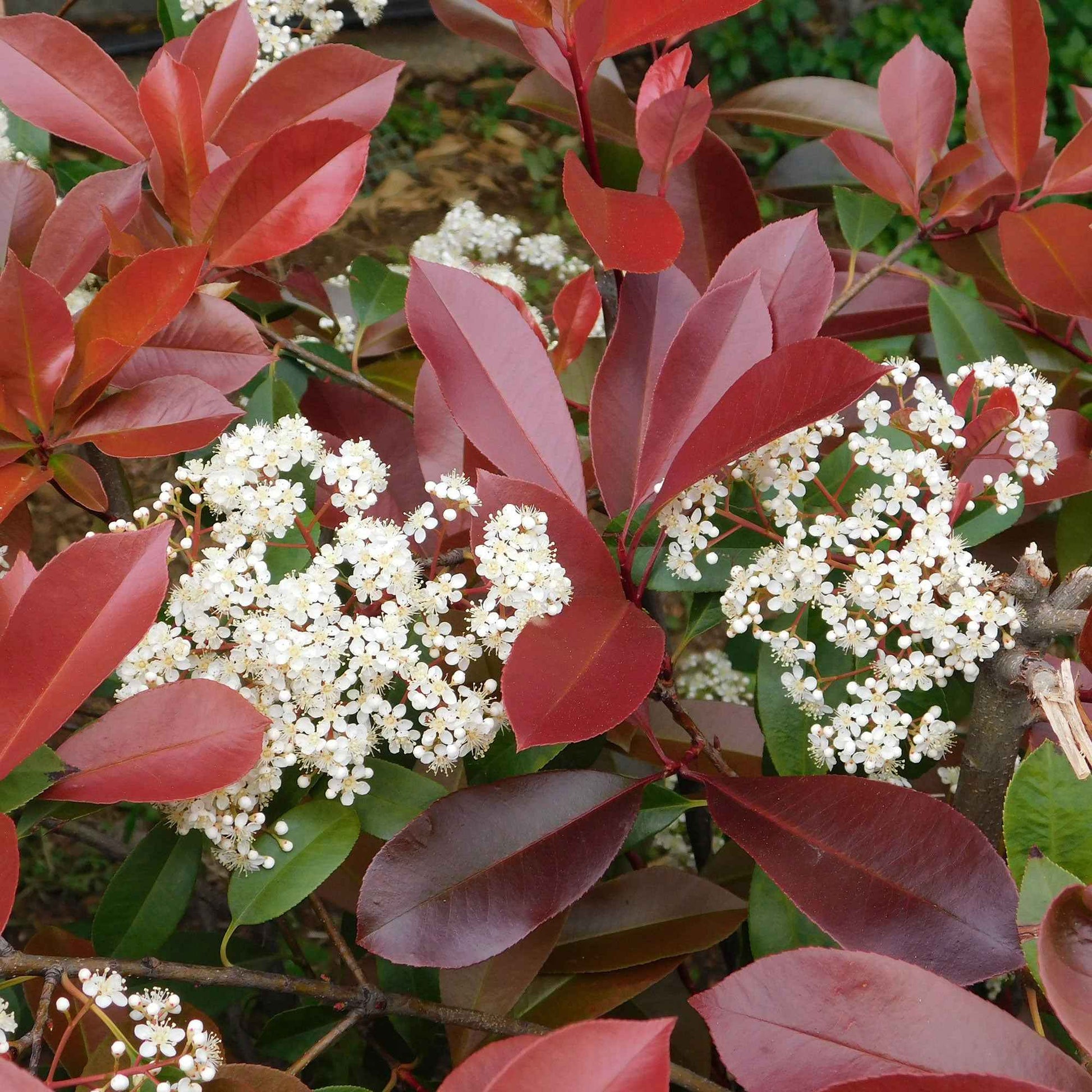 Glansmispel 'Red Robin' (x3) - Photinia fraseri Red Robin - Heesters en vaste planten