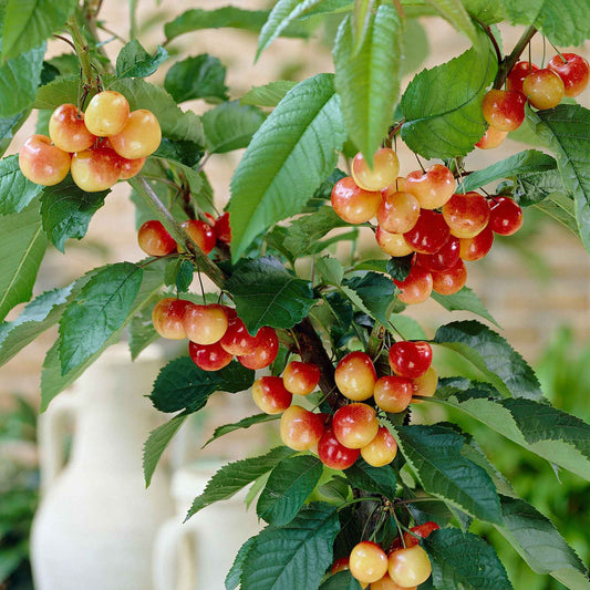 Kersenboom 'Bigarreau Napoléon' - Prunus avium bigarreau napoleon - Fruit
