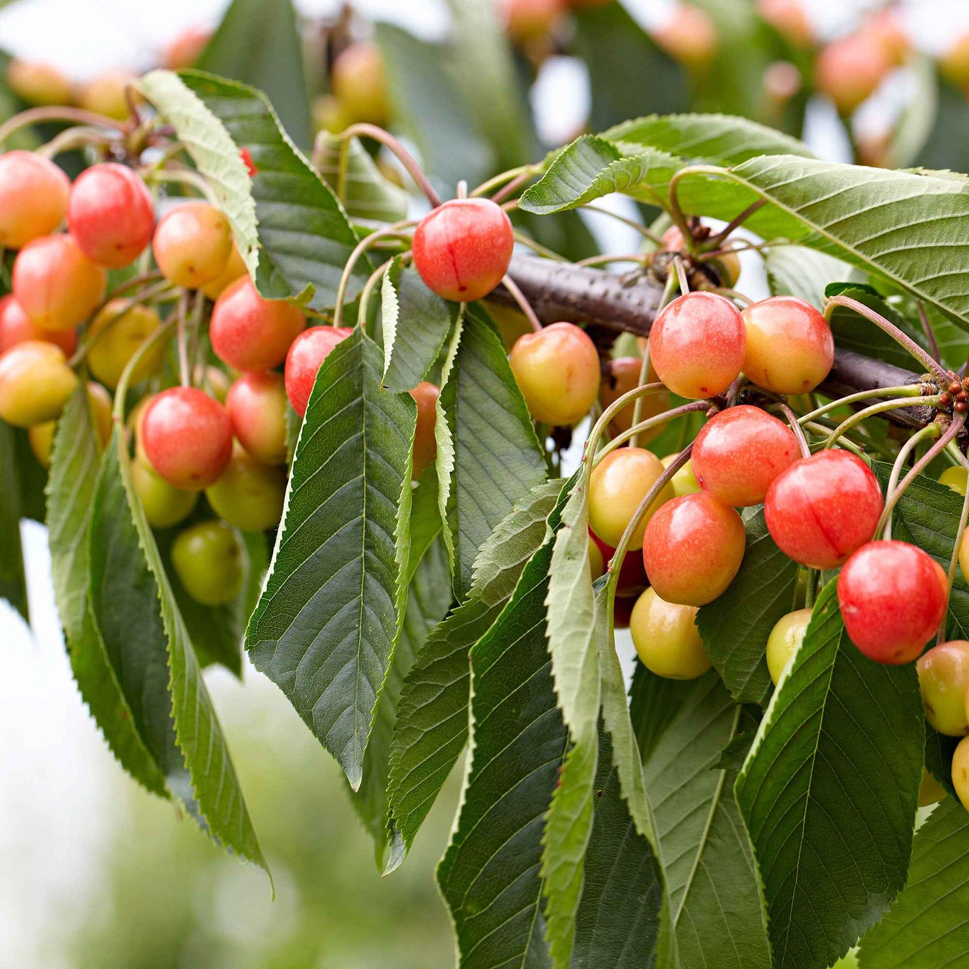 Zoete kers Mix 'Van' + 'Napoleon' + 'Burlat' (x3) - Prunus avium van, napoleon, burlat - Kersen