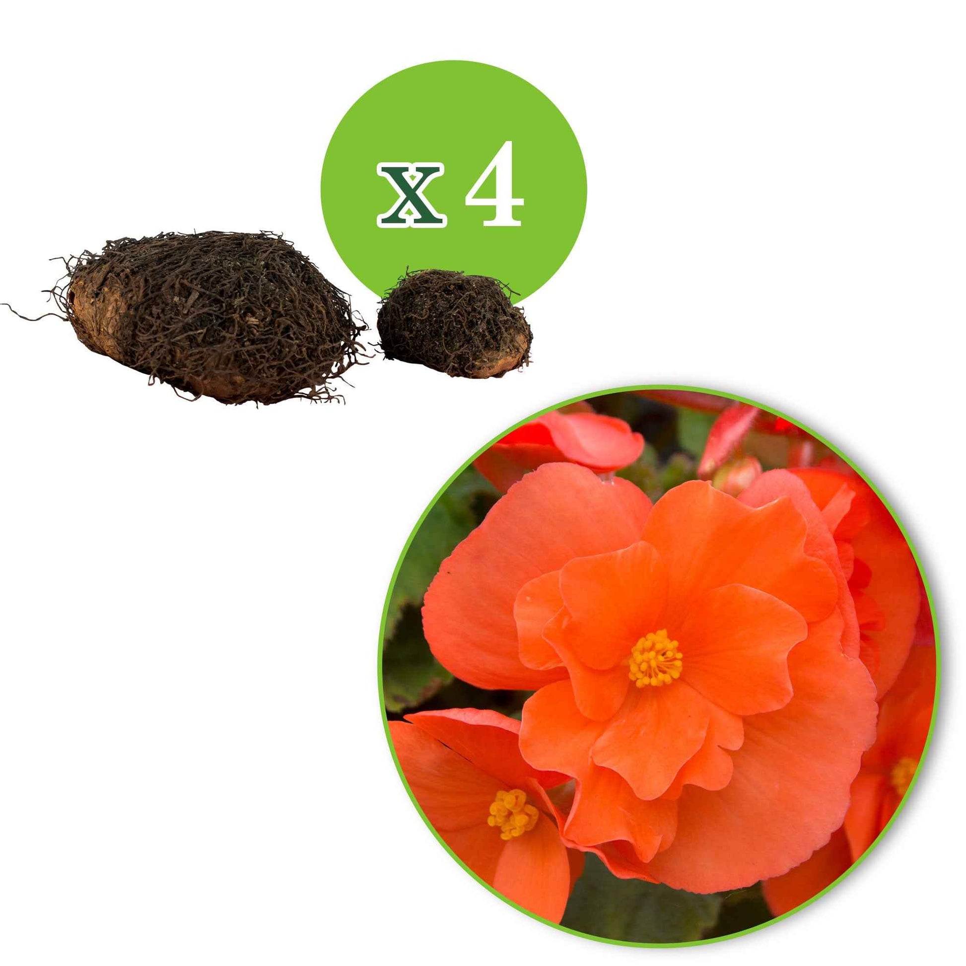 Hangbegonia oranje (x4) - Begonia pendula - Zomerbloeiers